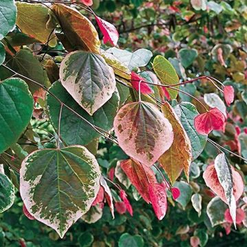 Cercis canadensis Carolina Sweetheart - Eastern Redbud