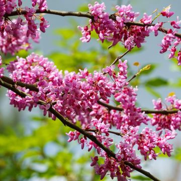 Cercis canadensis Tennessee Pink - Eastern redbud
