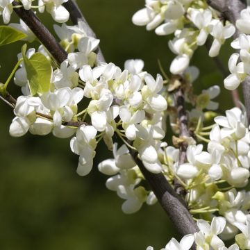 Cercis canadensis Royal White - Eastern Redbud