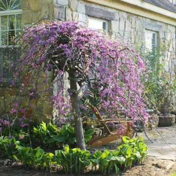 Cercis canadensis Lavender Twist - Eastern Redbud