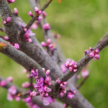 Cercis canadensis Little Woody - Eastern Redbud