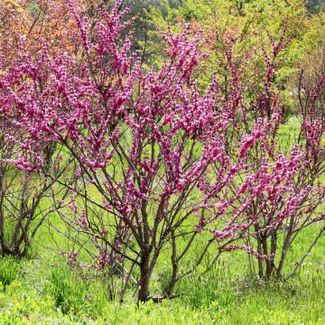 Cercis chinensis Avondale - Chinese Redbud