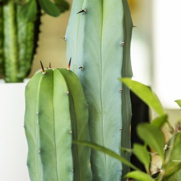 Cereus peruvianus - Peruvian apple cactus