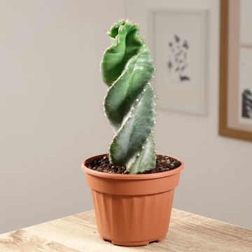 Cereus forbesii Spiralis