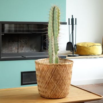 Cereus peruvianus - Peruvian apple cactus