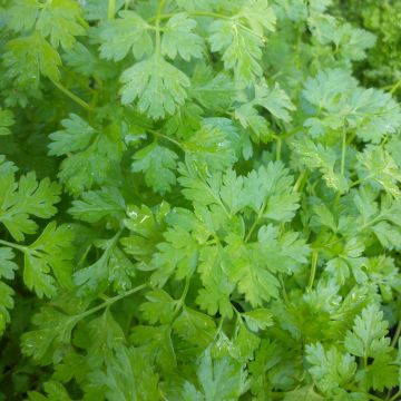 Common chervil in plants - Anthriscus cerefolium