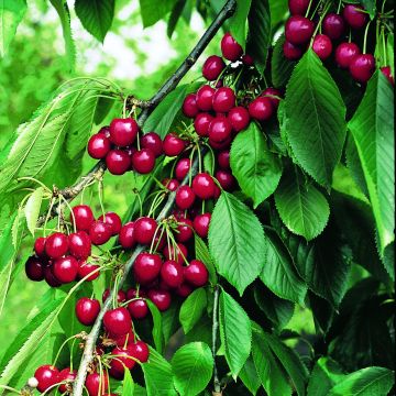 Prunus cerasus Belle Magnifique - Tart Cherry Tree