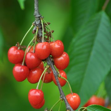 Prunus avium Bigarreau Lapins - Cherry Tree