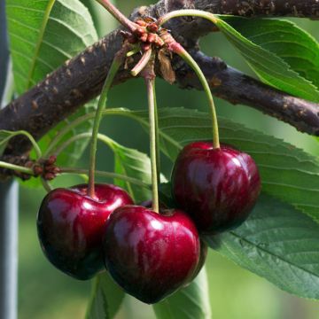 Prunus avium Bigarreau Summit - Cherry Tree