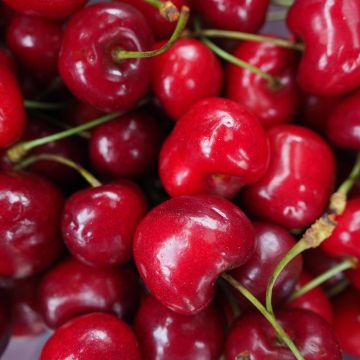 Prunus cerasus Bigarreau Tardif de Vignola - Tart Cherry Tree