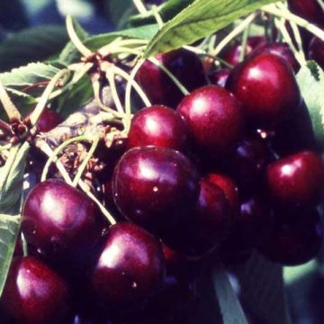 Prunus avium Van - Cherry Tree