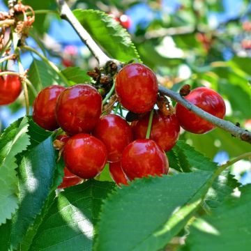 Prunus cerasus Griotte du Nord - Tart Cherry Tree