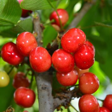 Prunus cerasus Hong kong - Tart Cherry Tree