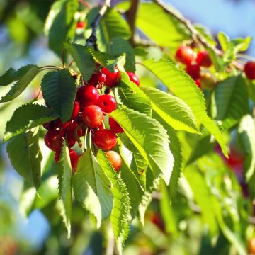 Prunus cerasus  Kelleriis15 - Tart Cherry