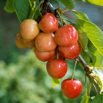 Prunus cerasus Rainier - Tart Cherry