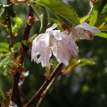Prunus incisa Oshidori - Cherry