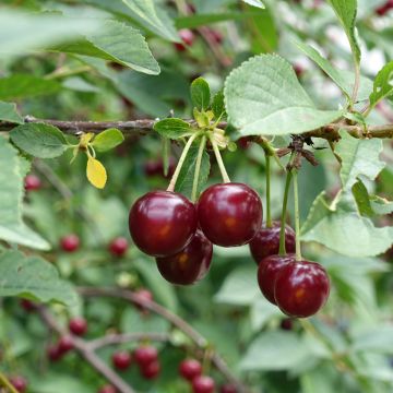 Prunus cerasus Guindoux des Charentes - Organic Tart Cherry Tree