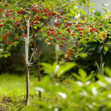 Prunus cerasus Fruit Me Cherry Me - Tart Cherry Tree