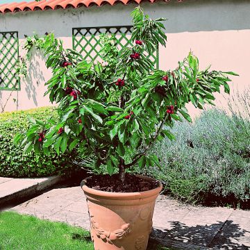 Prunus avium Garden Bing - Cherry Tree