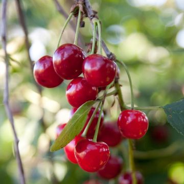 Prunus cerasus Griotella - Tart Cherry Tree