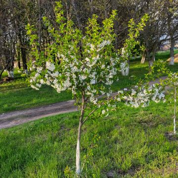 Prunus cerasus Stella - Tart Cherry