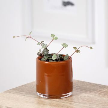 String of heart plant - Ceropegia woodii