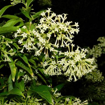 Cestrum nocturnum