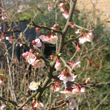 Chaenomeles cathayensis - Chinese Quince