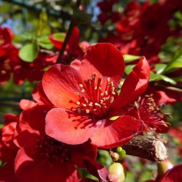 Chaenomeles japonica Sargentii - Flowering Quince