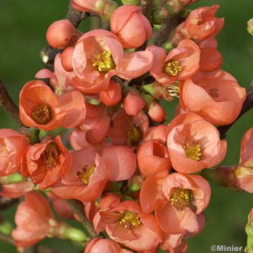 Chaenomeles speciosa Friesdorfer