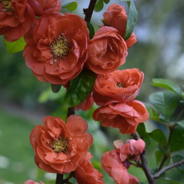 Chaenomeles speciosa Mango Storm - Flowering Quince