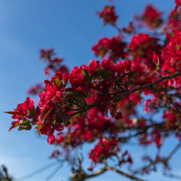 Chaenomeles speciosa Rubra - Flowering Quince