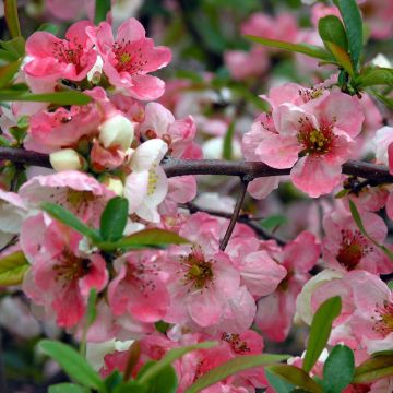 Chaenomeles speciosa Toyo-Nishiki