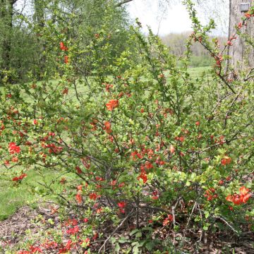 Chaenomeles superba Clementine - Flowering Quince
