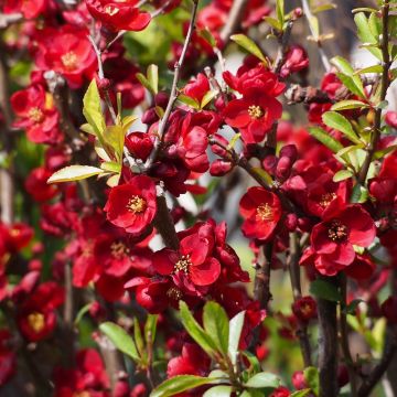 Chaenomeles superba Hollandia - Flowering Quince