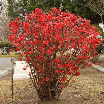 Chaenomeles superba Texas Scarlet - Flowering Quince