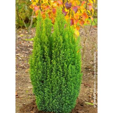 Chamaecyparis lawsoniana Elwoods Gold - Lawson Cypress