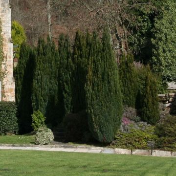 Chamaecyparis lawsoniana Elwoodii - Lawson Cypress