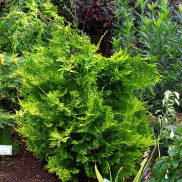 Chamaecyparis lawsoniana Ivonne - Lawsons Cypress