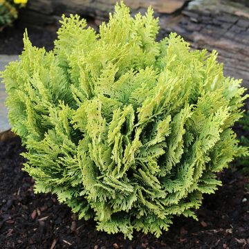 Chamaecyparis lawsoniana Minima Aurea - Lawson Cypress