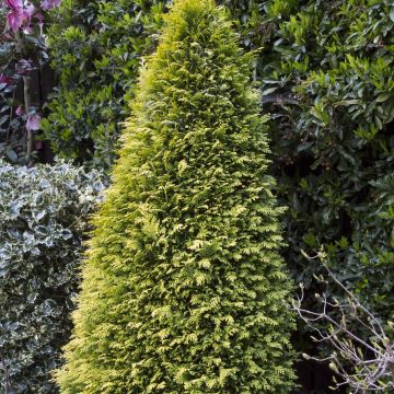 Chamaecyparis lawsoniana Stardust - Lawson's Cypress