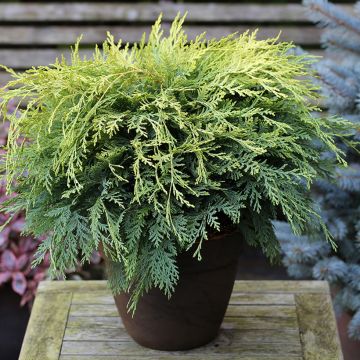 Chamaecyparis lawsoniana Sunkist - Lawson Cypress