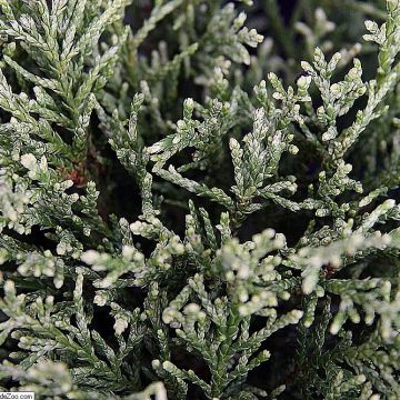 Chamaecyparis lawsoniana White Spot - Lawson Cypress