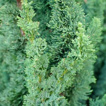 Chamaecyparis lawsoniana Wissels Saguaro - Lawson Cypress