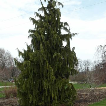 Chamaecyparis nootkatensis Pendula - Weeping Nootka Cypress