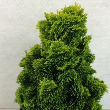 Chamaecyparis obtusa Aurora - Hinoki Cypress