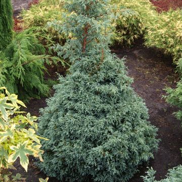 Chamaecyparis pisifera Baby Blue - Sawara Cypress