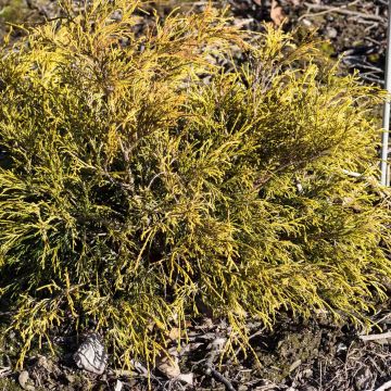 Chamaecyparis pisifera Sungold - Sawara Cypress