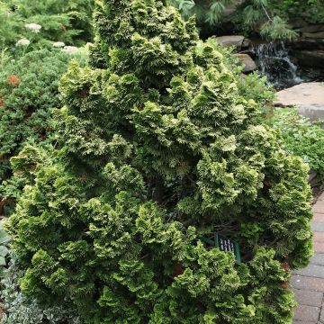 Chamaecyparis obtusa Nana Aurea - Hinoki Cypress