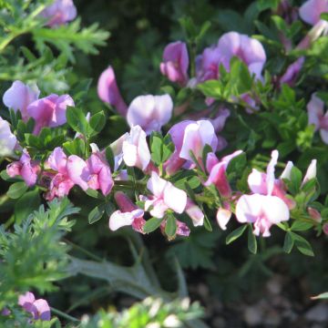 Chamaecytisus purpureus